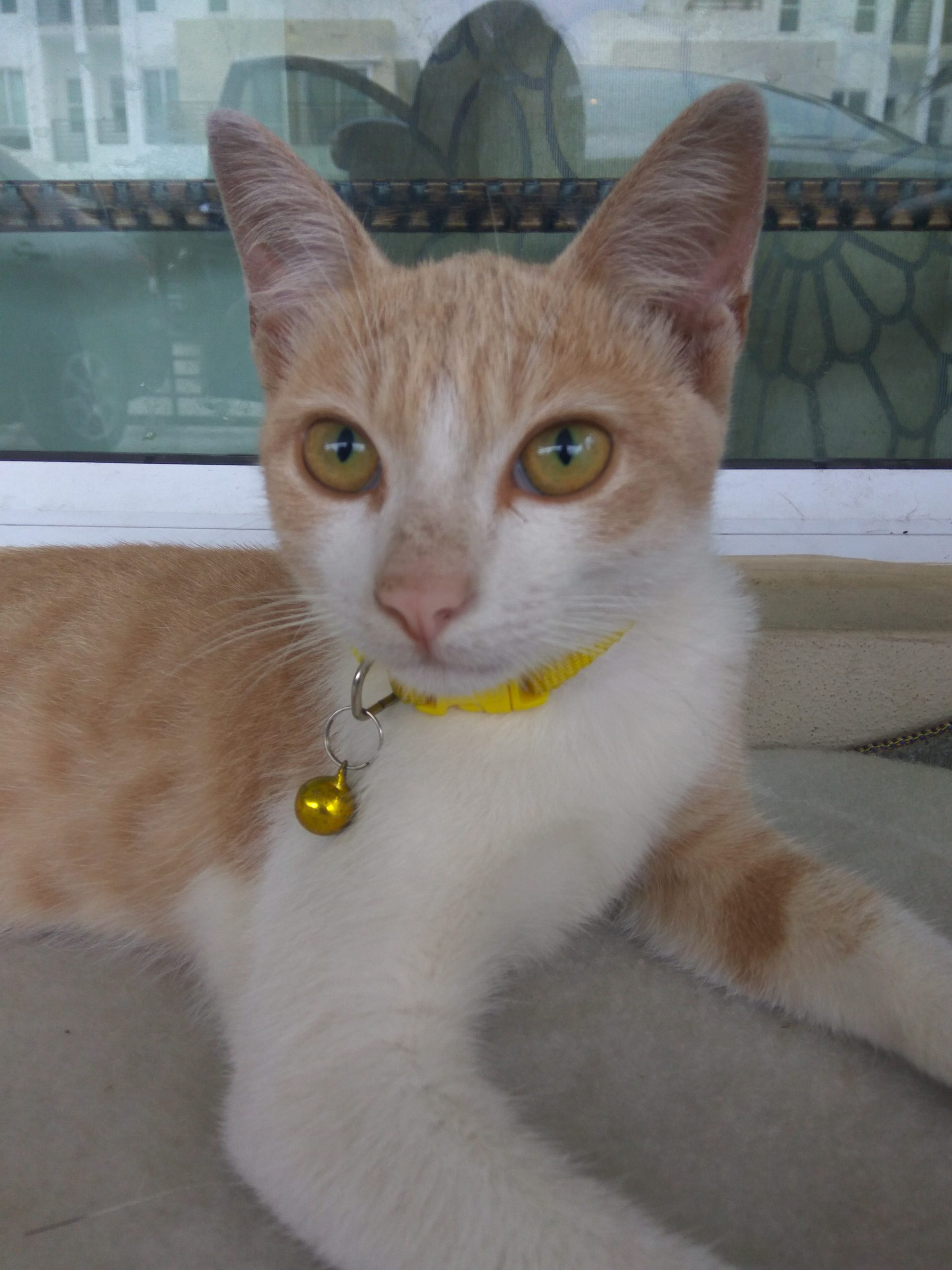 第三世多杰羌佛