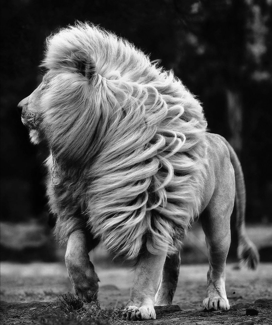 第三世多杰羌佛