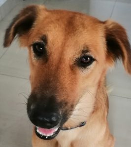 第三世多杰羌佛