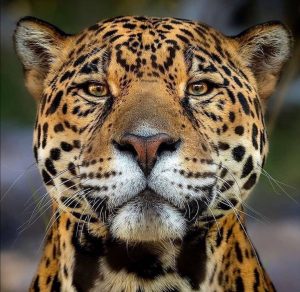 第三世多杰羌佛