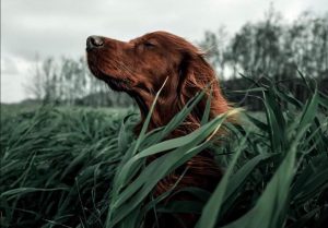 第三世多杰羌佛