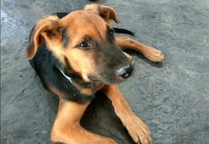 H.H. 第三世多杰羌佛