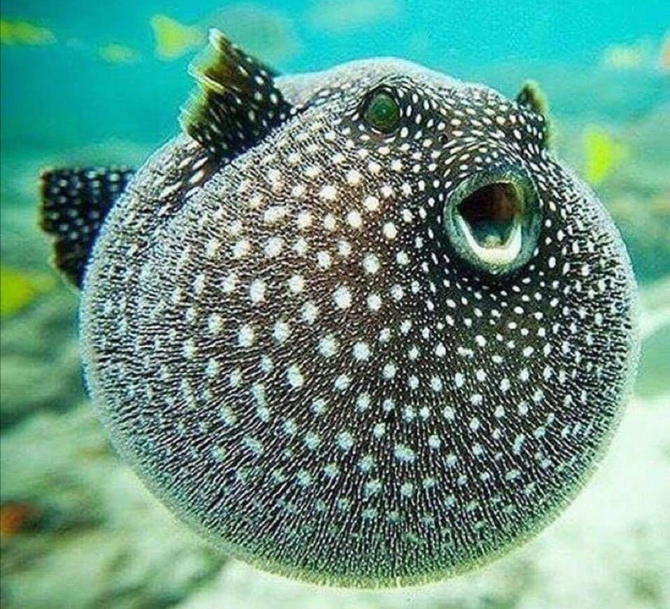 H.H. 第三世多杰羌佛