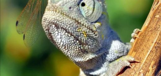 第三世多杰羌佛