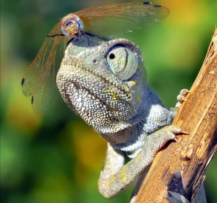 第三世多杰羌佛