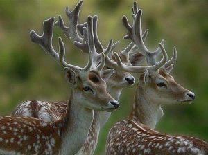 H.H.第三世多杰羌佛