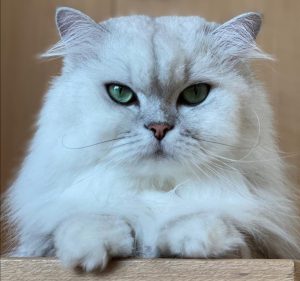 H.H. 第三世多杰羌佛