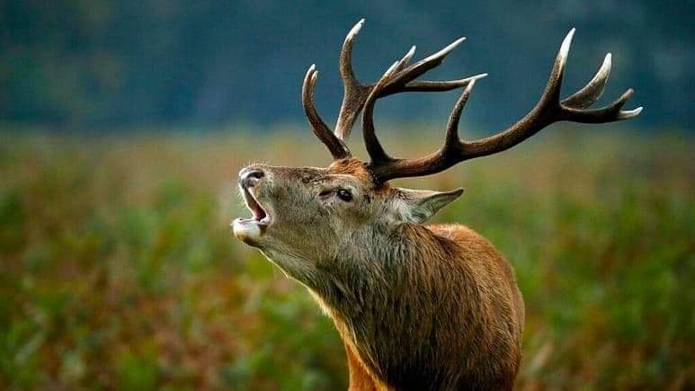 H.H. 第三世多杰羌佛