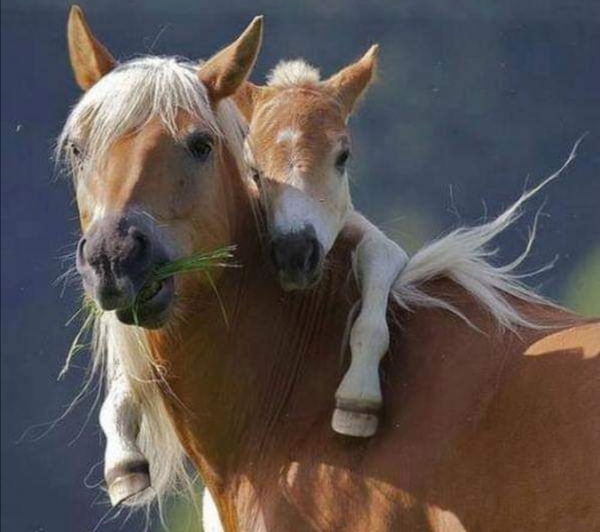 H.H. 第三世多杰羌佛