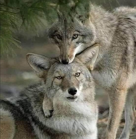 第三世多杰羌佛