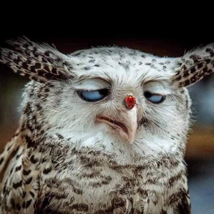 H.H. 第三世多杰羌佛