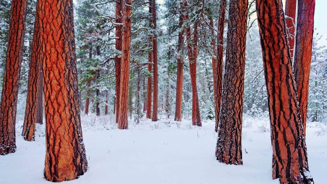 第三世多杰羌佛