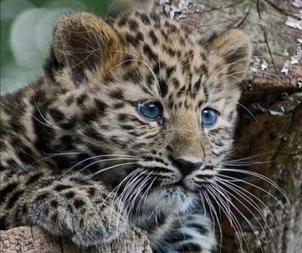 第三世多杰羌佛