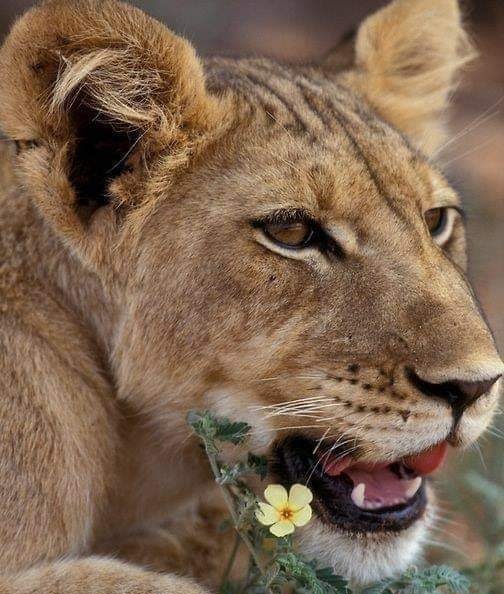 第三世多杰羌佛