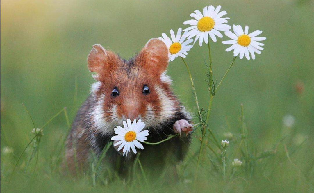 第三世多杰羌佛