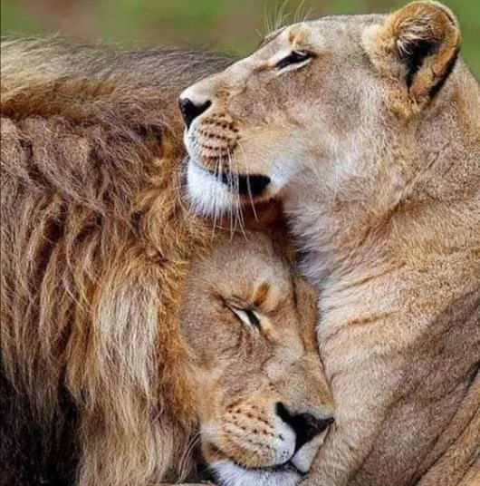 第三世多杰羌佛