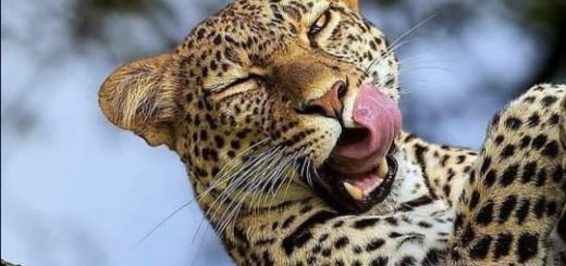 第三世多杰羌佛