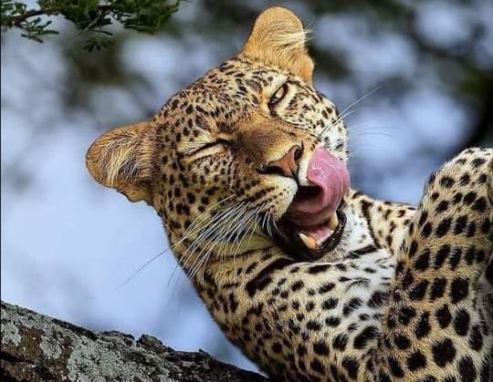 第三世多杰羌佛