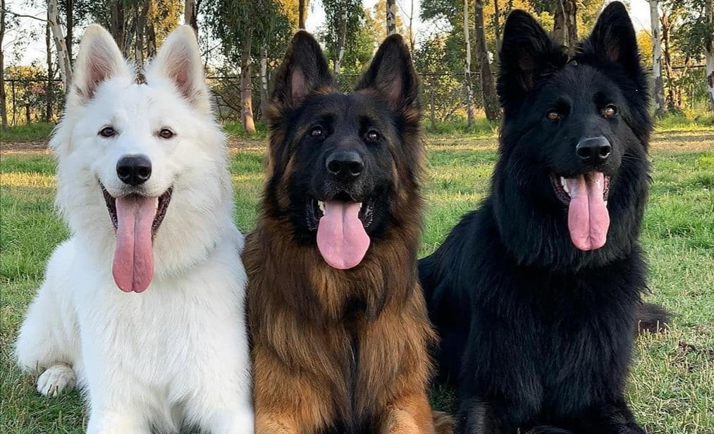 第三世多杰羌佛