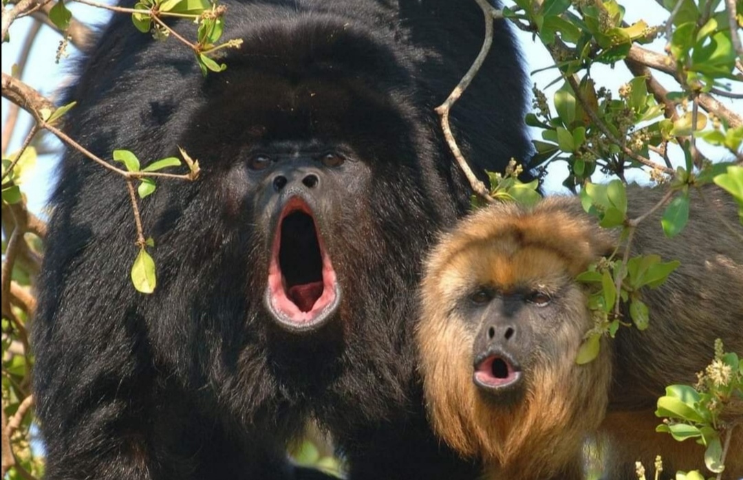 第三世多杰羌佛