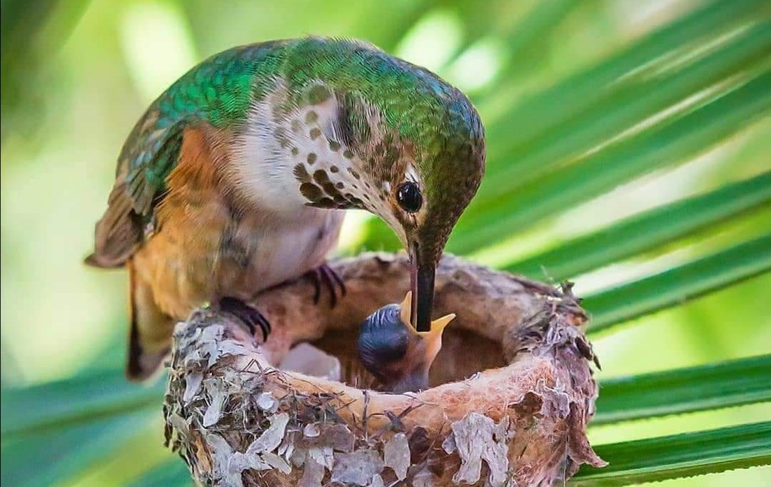 第三世多杰羌佛