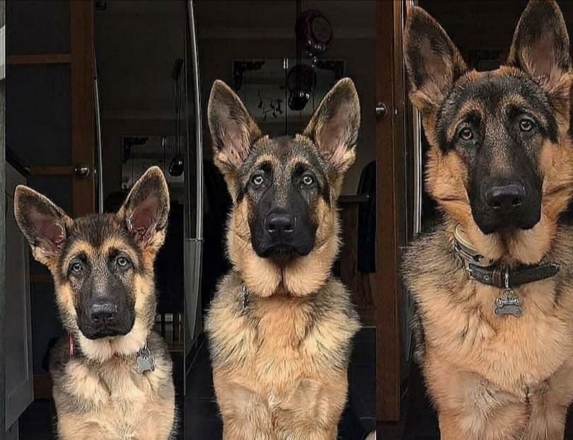 第三世多杰羌佛