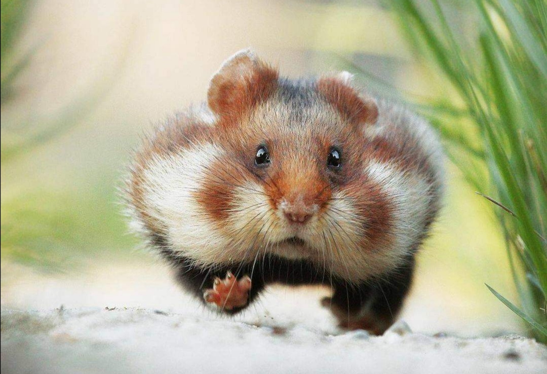 第三世多杰羌佛