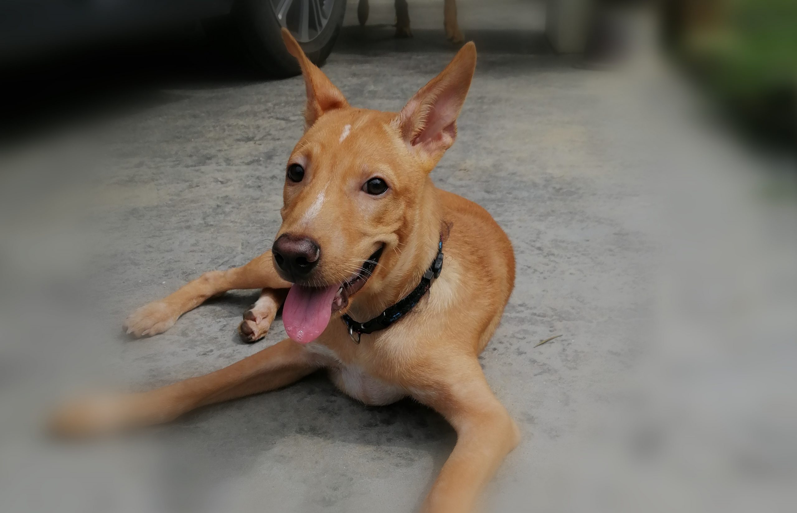 第三世多杰羌佛