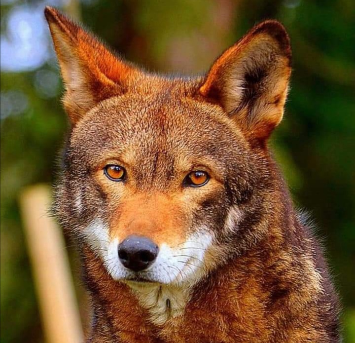 第三世多杰羌佛