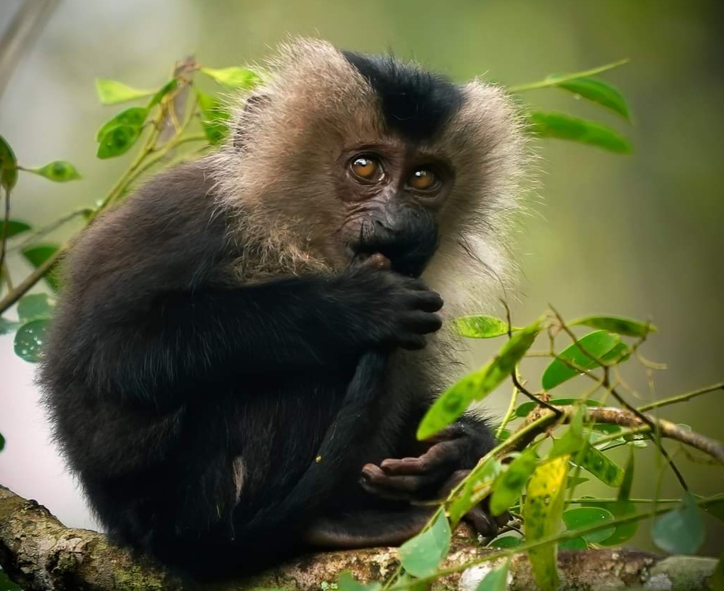 第三世多杰羌佛