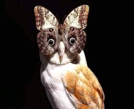 第三世多杰羌佛