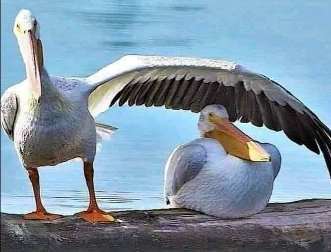 第三世多杰羌佛