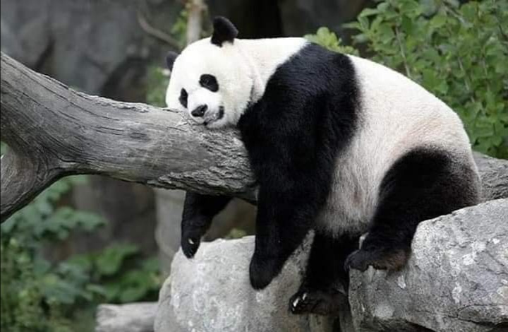 第三世多杰羌佛