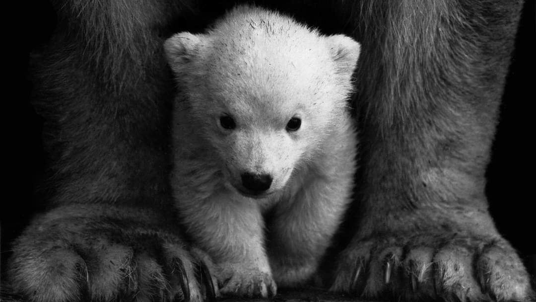 第三世多杰羌佛