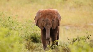 第三世多杰羌佛