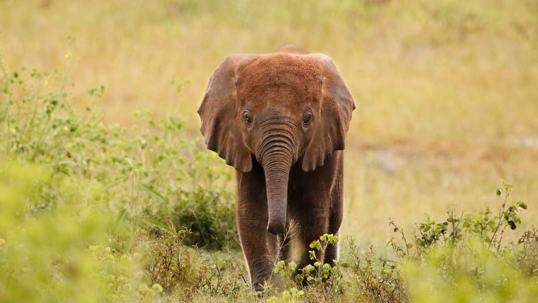 第三世多杰羌佛